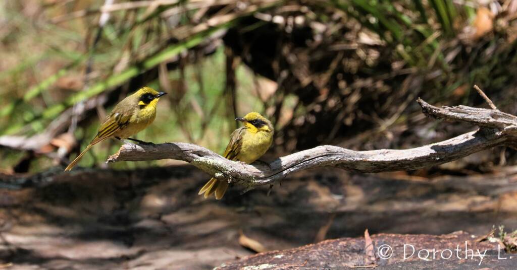 Yellow-tufted Honeyeater (Lichenostomus melanops)