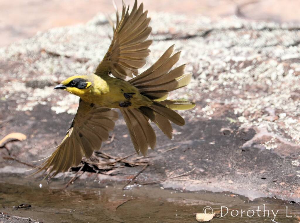 Yellow-tufted Honeyeater (Lichenostomus melanops)