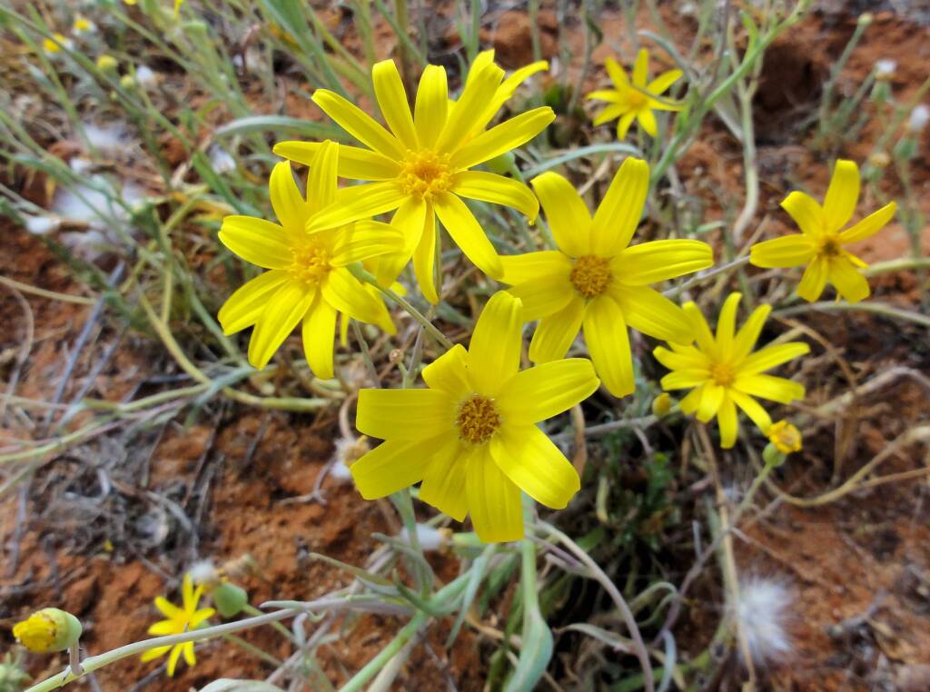 Annual Yellowtop (Senecio gregorii), Binns Track, NT