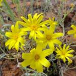Annual Yellowtop (Senecio gregorii), Binns Track, NT