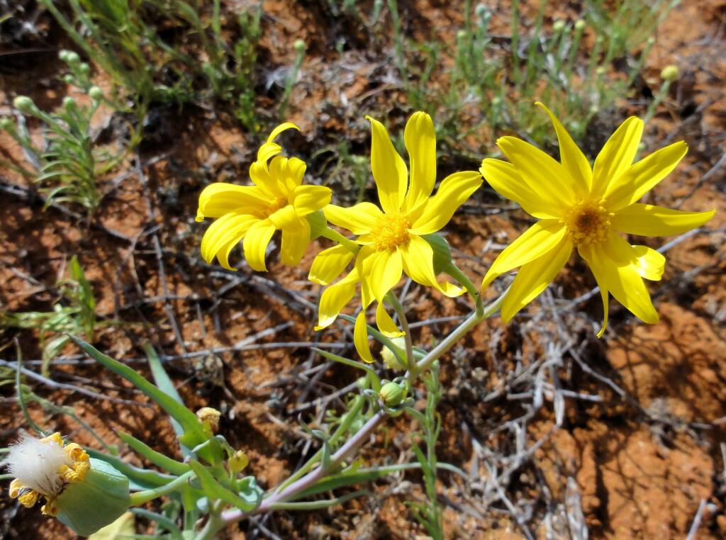 Annual Yellowtop (Senecio gregorii), Binns Track, NT