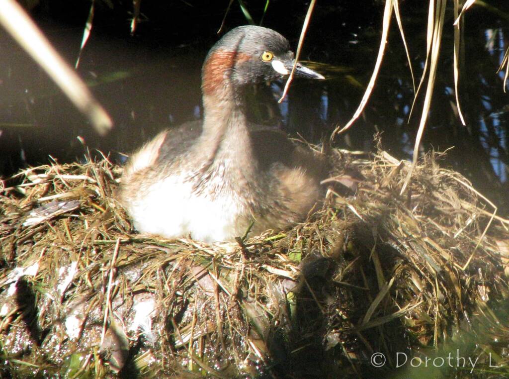 Australasian Grebe (Tachybaptus novaehollandiae)