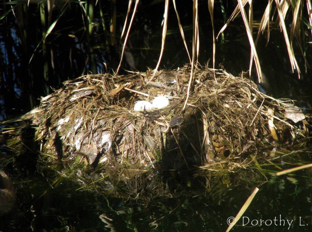 Australasian Grebe (Tachybaptus novaehollandiae)