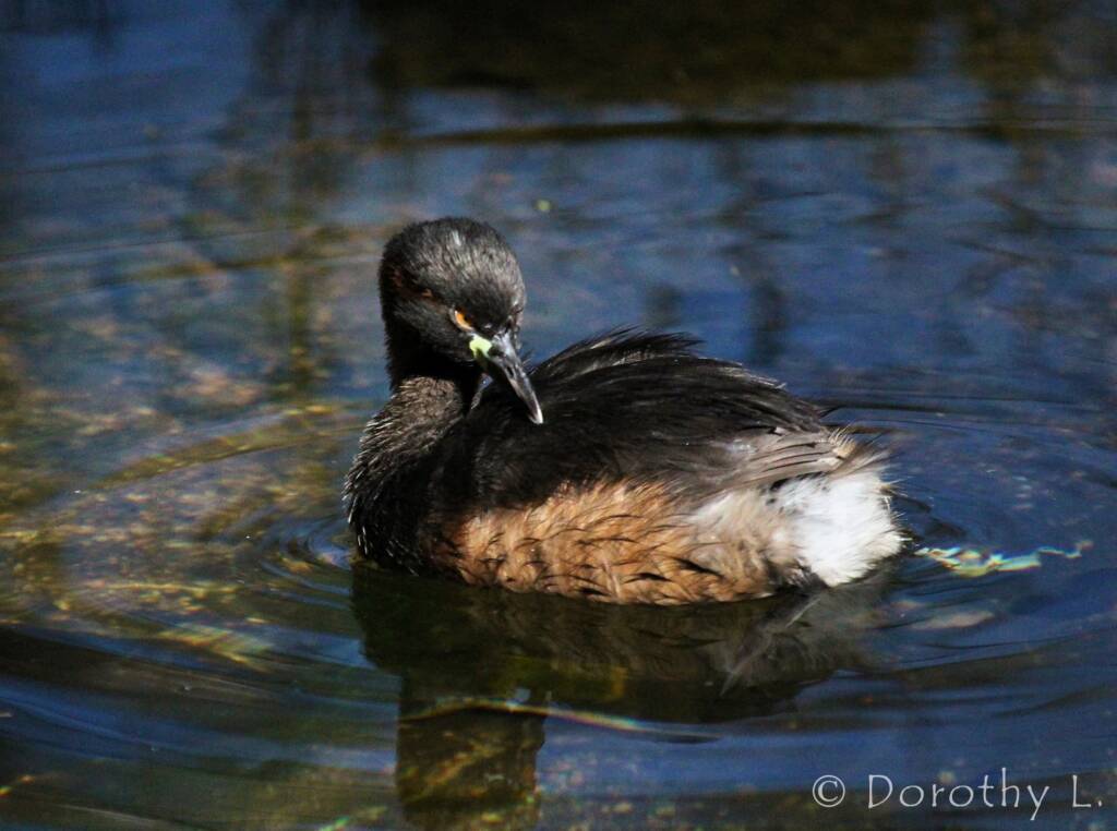 Australasian Grebe (Tachybaptus novaehollandiae)