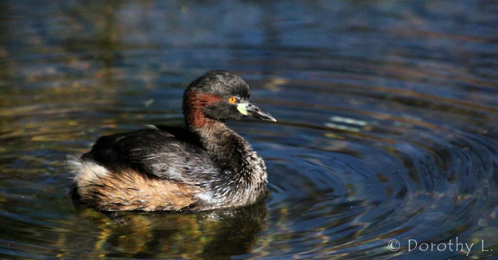 Australasian Grebe (Tachybaptus novaehollandiae)