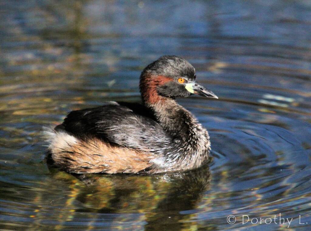 Australasian Grebe (Tachybaptus novaehollandiae)