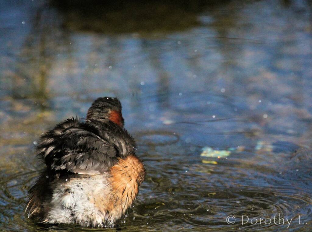 Australasian Grebe (Tachybaptus novaehollandiae)