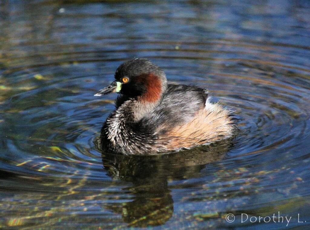 Australasian Grebe (Tachybaptus novaehollandiae)