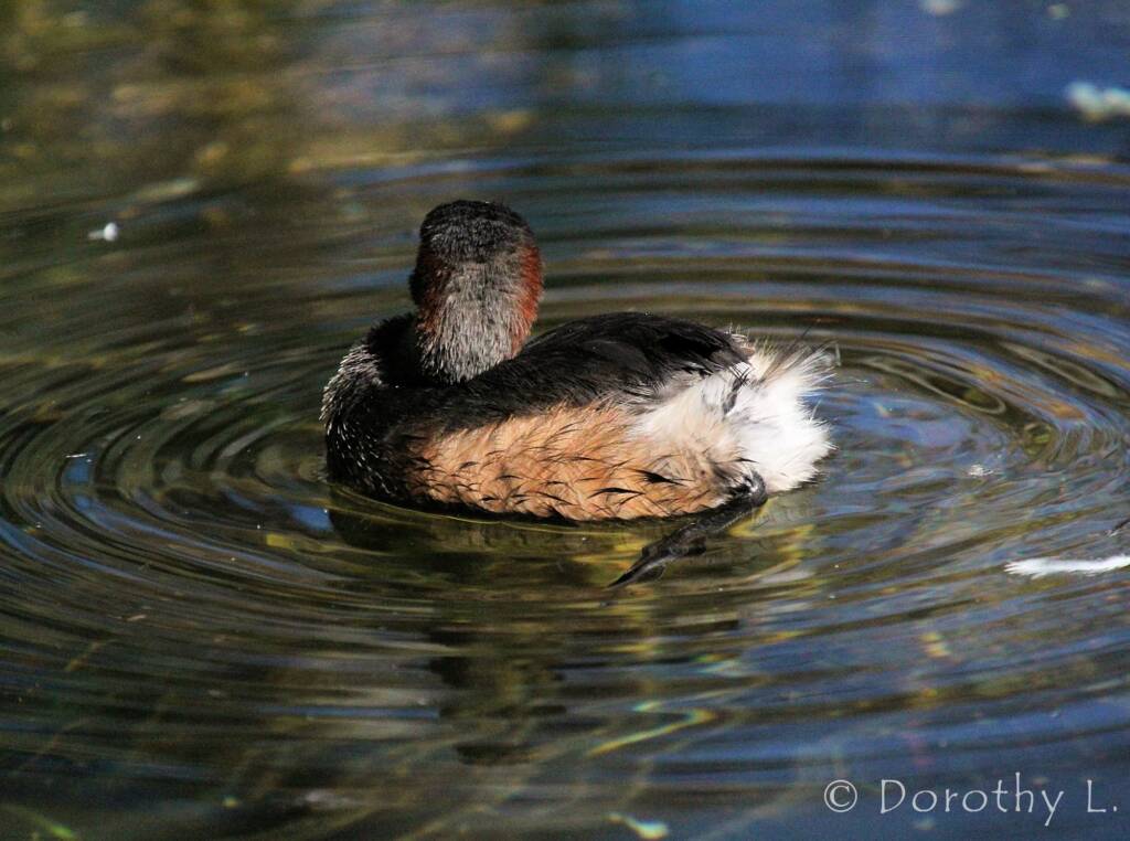 Australasian Grebe (Tachybaptus novaehollandiae)