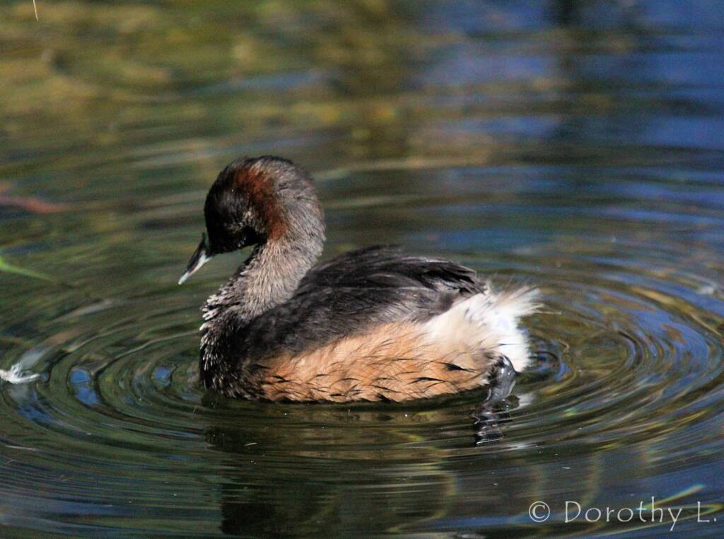 Australasian Grebe (Tachybaptus novaehollandiae)