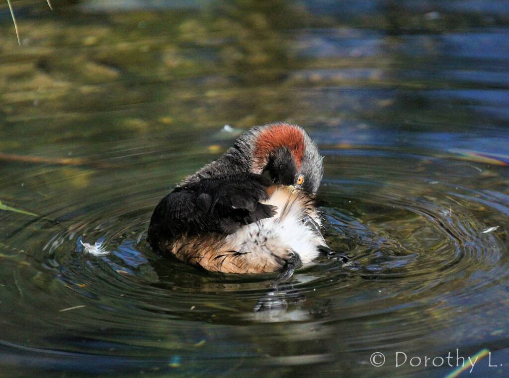 Australasian Grebe (Tachybaptus novaehollandiae)
