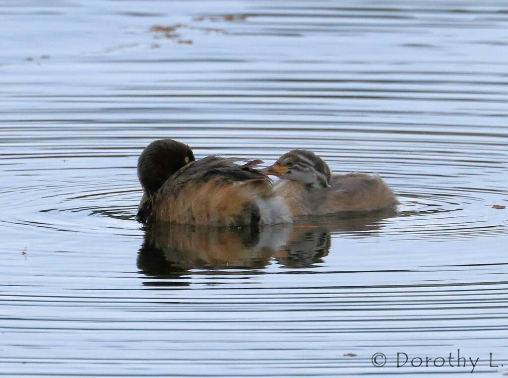 Australasian Grebe (Tachybaptus novaehollandiae)