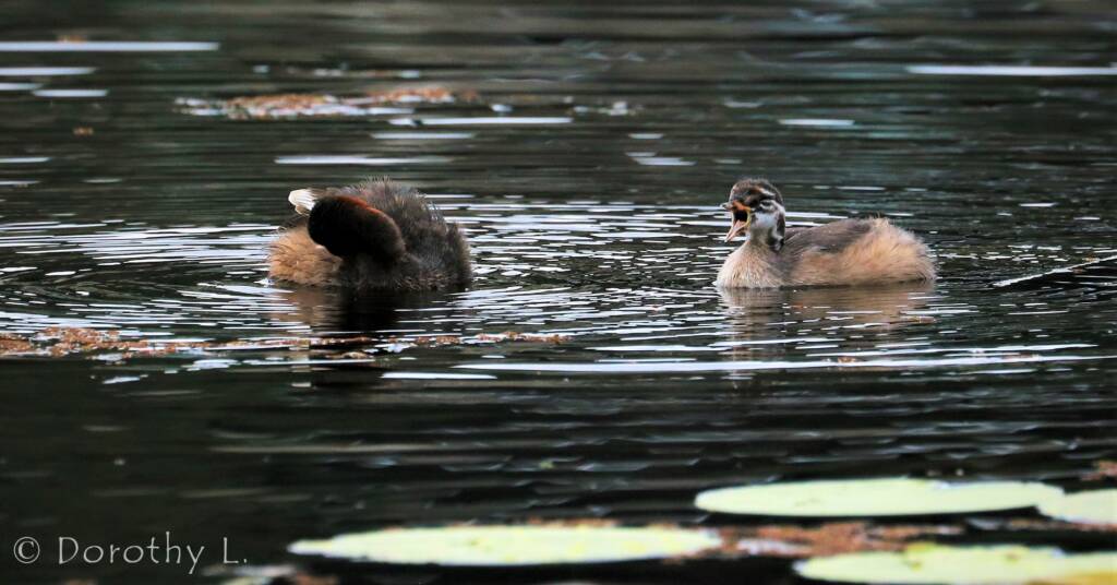 Australasian Grebe (Tachybaptus novaehollandiae)