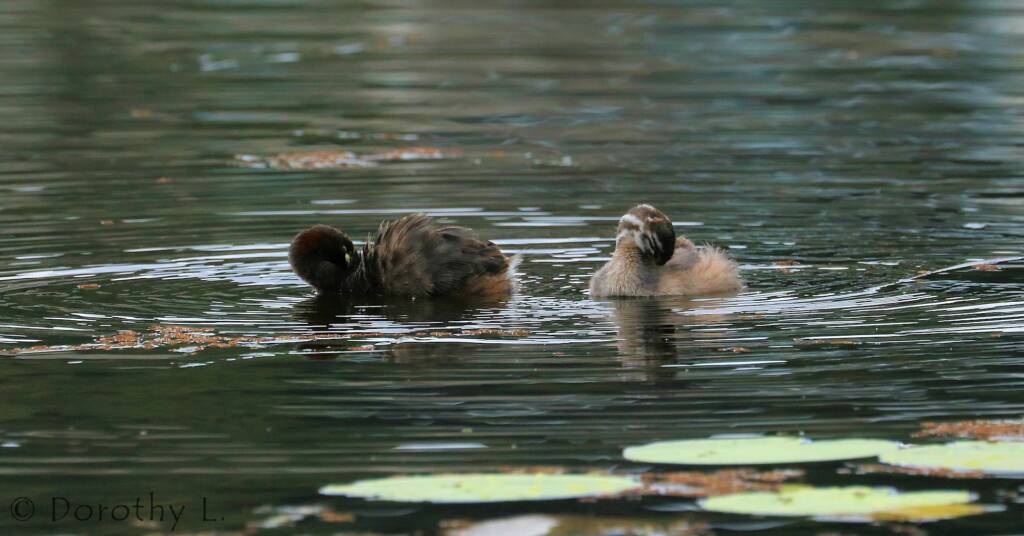 Australasian Grebe (Tachybaptus novaehollandiae)