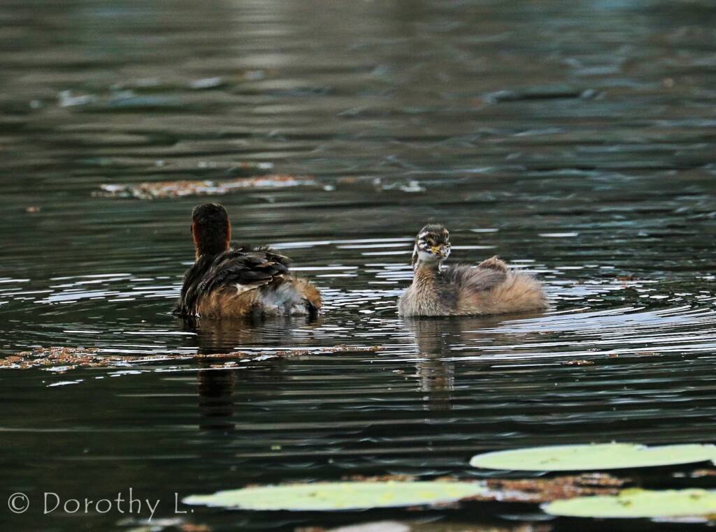 Australasian Grebe (Tachybaptus novaehollandiae)