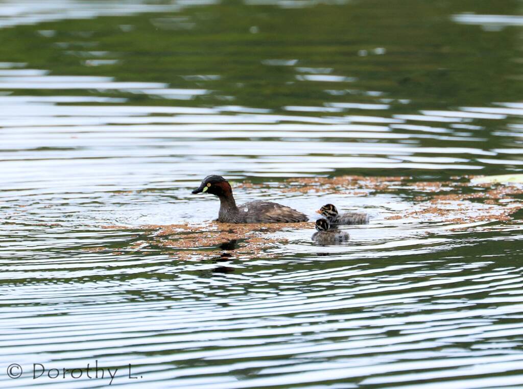 Australasian Grebe (Tachybaptus novaehollandiae)