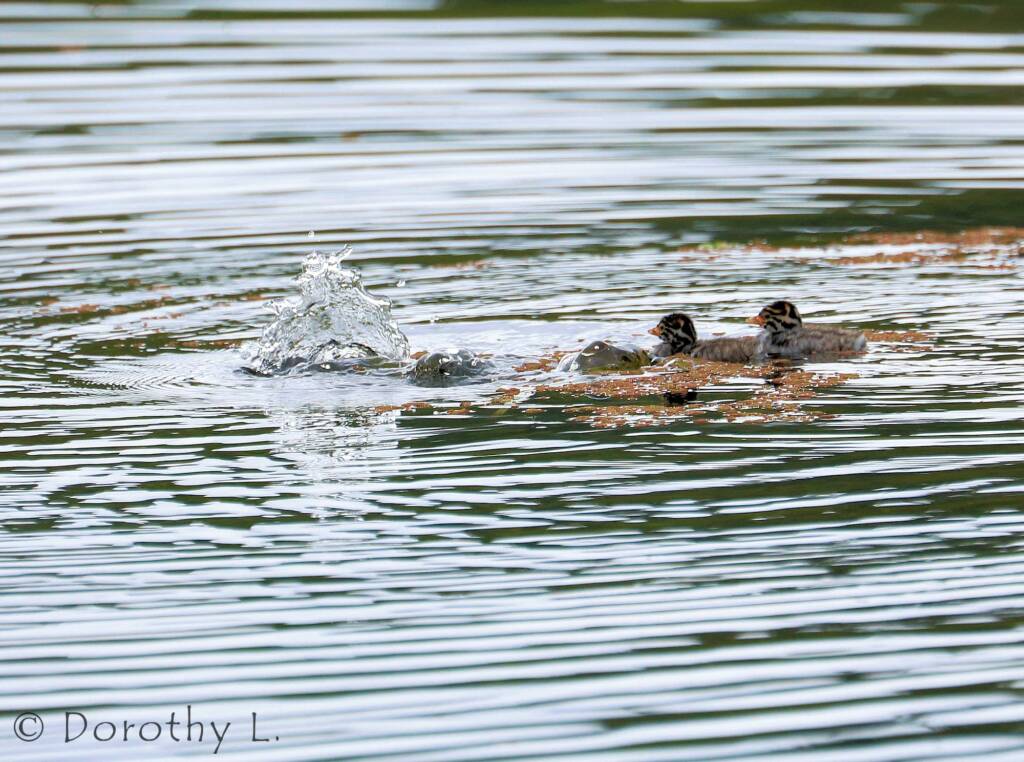Australasian Grebe (Tachybaptus novaehollandiae)