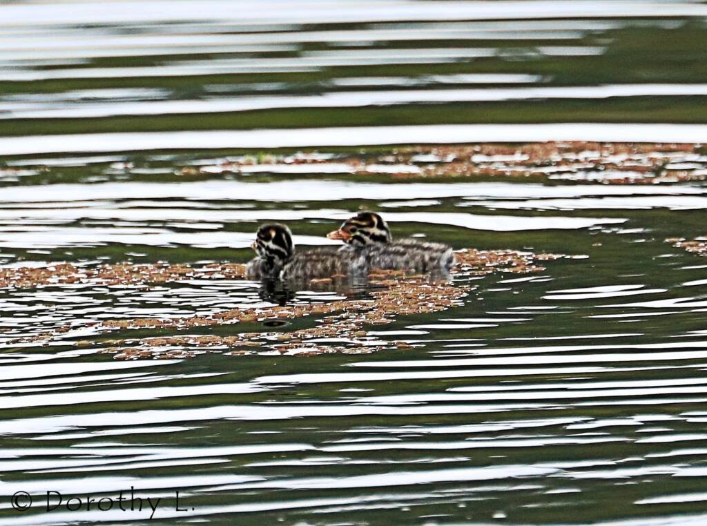 Australasian Grebe (Tachybaptus novaehollandiae)
