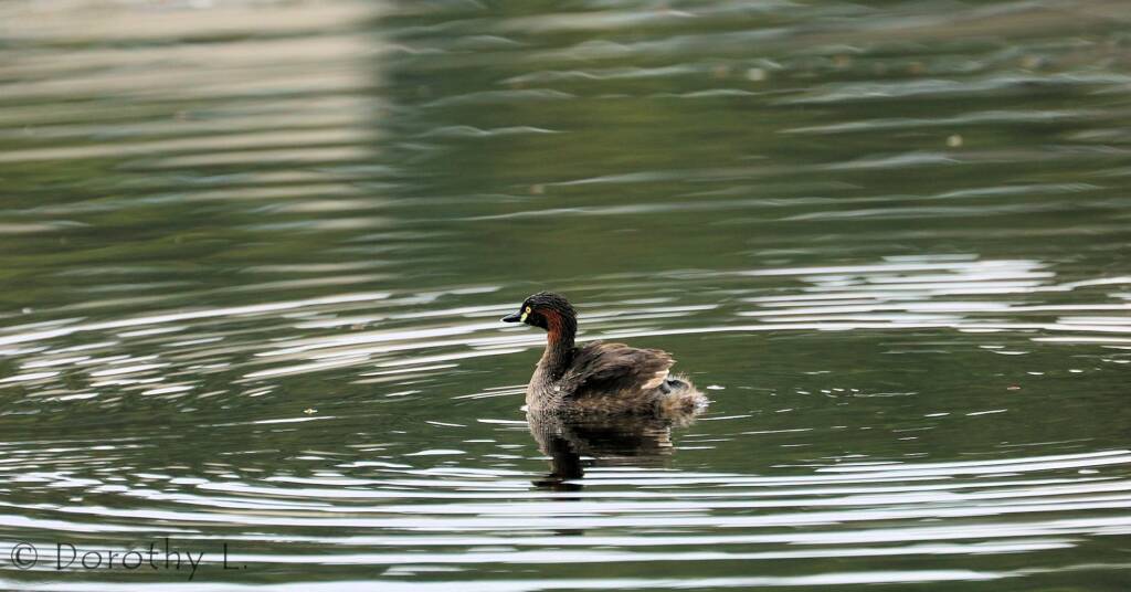Australasian Grebe (Tachybaptus novaehollandiae)