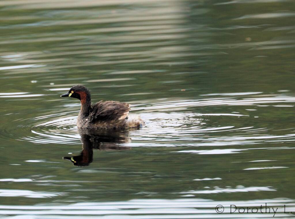 Australasian Grebe (Tachybaptus novaehollandiae)