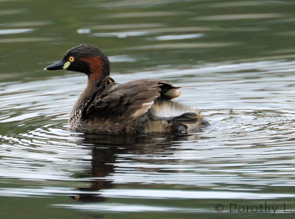 Australasian Grebe (Tachybaptus novaehollandiae)