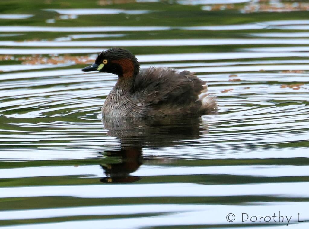 Australasian Grebe (Tachybaptus novaehollandiae)