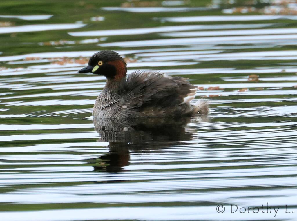 Australasian Grebe (Tachybaptus novaehollandiae)