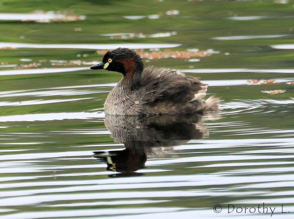 Australasian Grebe (Tachybaptus novaehollandiae)