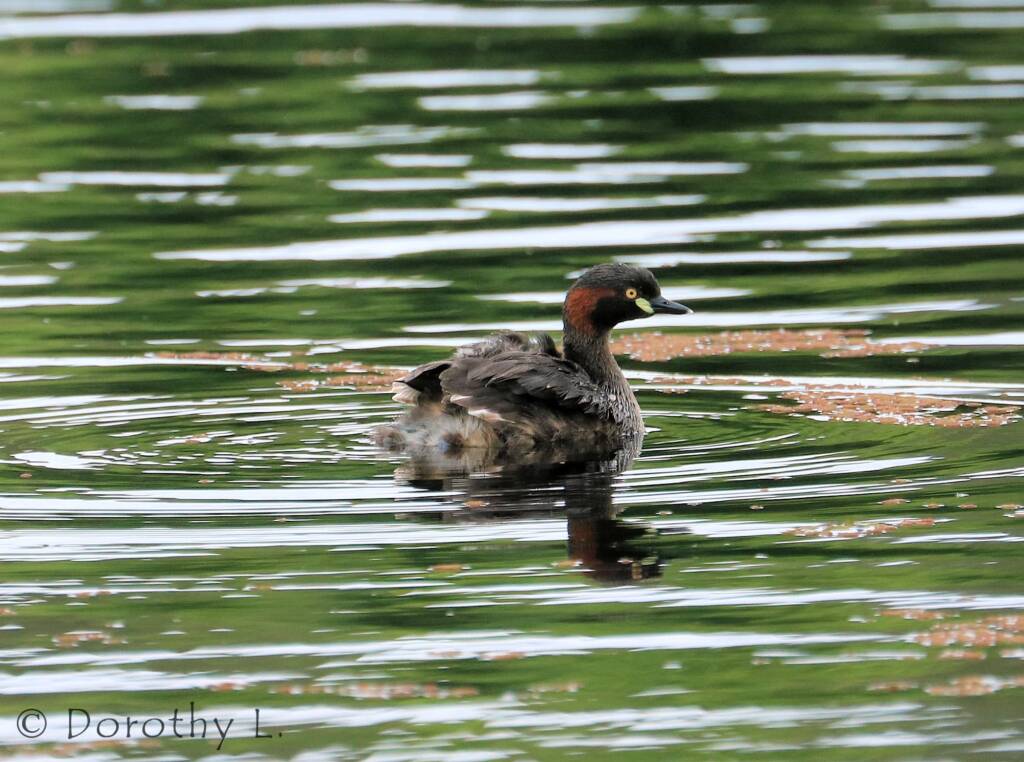 Australasian Grebe (Tachybaptus novaehollandiae)