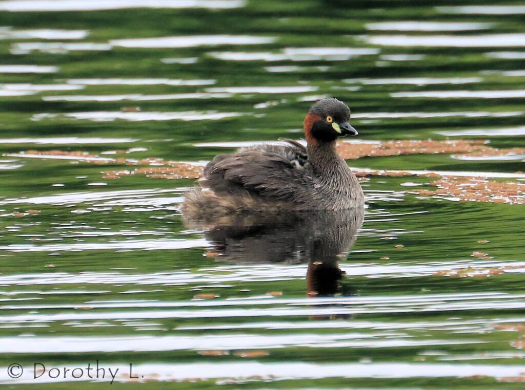 Australasian Grebe (Tachybaptus novaehollandiae)