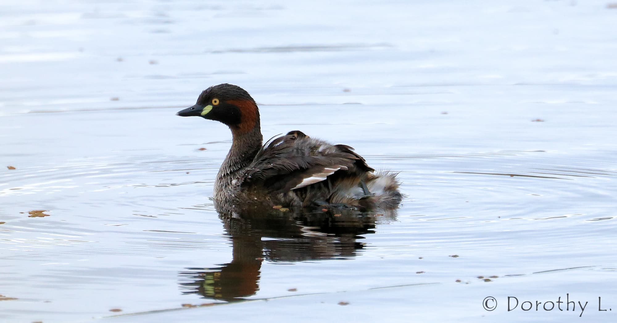 Australasian Grebe (Tachybaptus novaehollandiae)