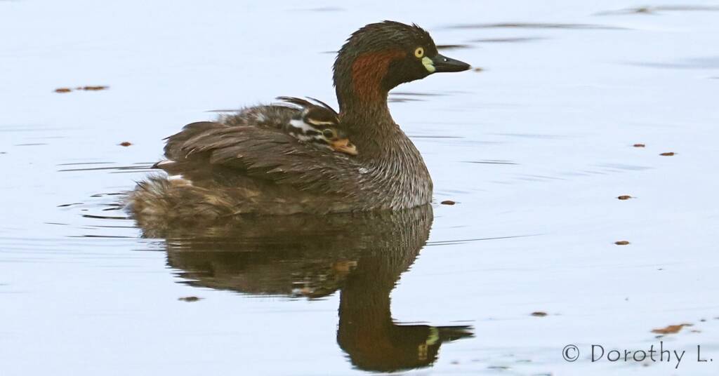 Australasian Grebe (Tachybaptus novaehollandiae)
