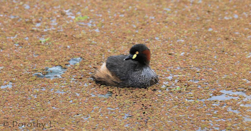 Australasian Grebe (Tachybaptus novaehollandiae)