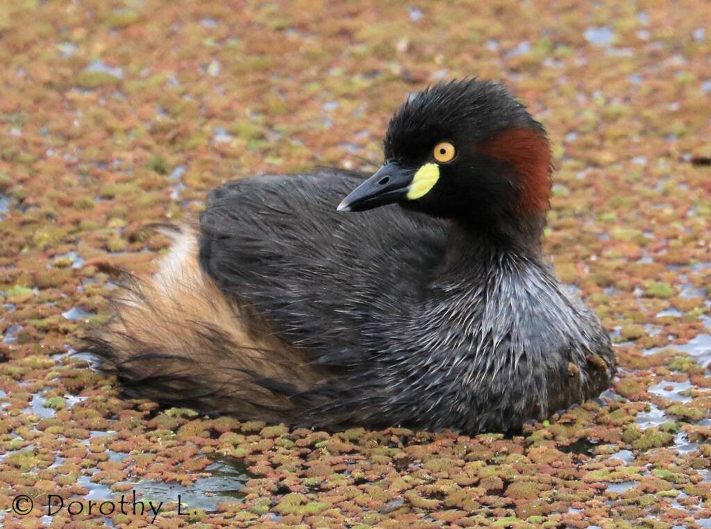 Australasian Grebe (Tachybaptus novaehollandiae)