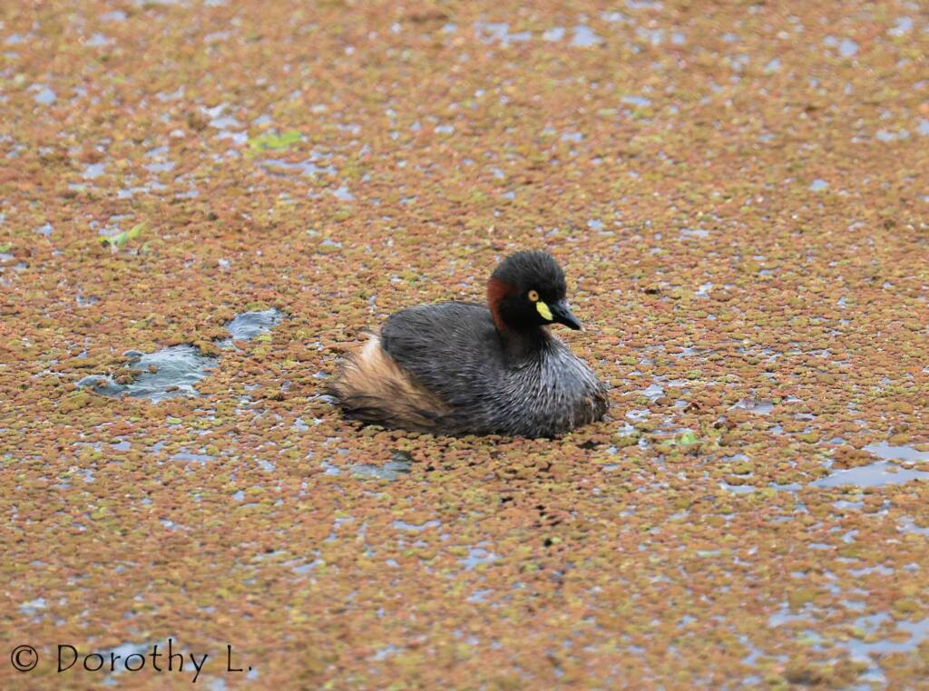 Australasian Grebe (Tachybaptus novaehollandiae)