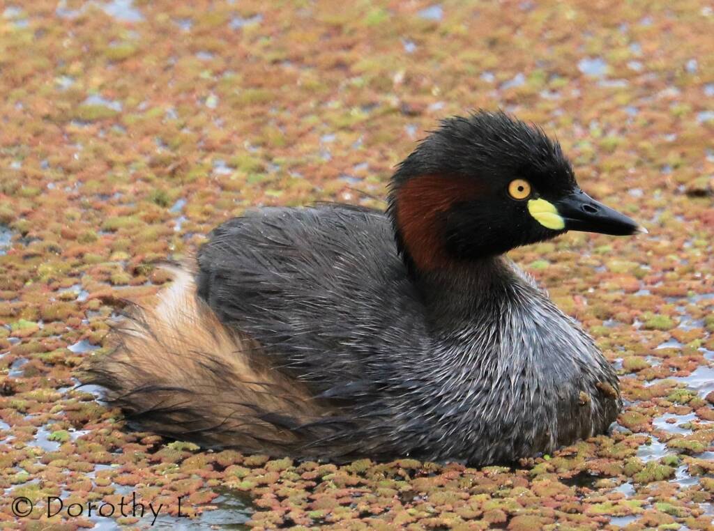 Australasian Grebe (Tachybaptus novaehollandiae)