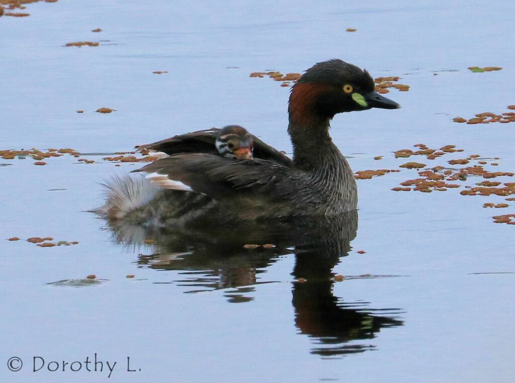 Australasian Grebe (Tachybaptus novaehollandiae)