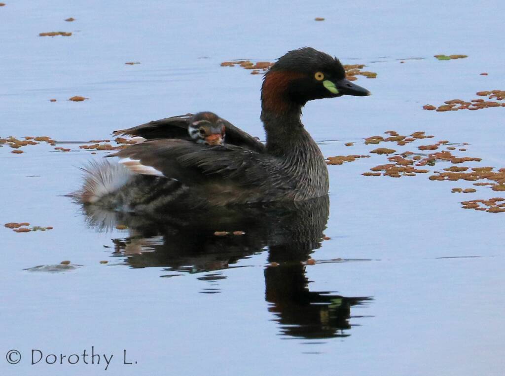 Australasian Grebe (Tachybaptus novaehollandiae)