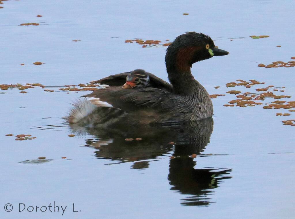Australasian Grebe (Tachybaptus novaehollandiae)