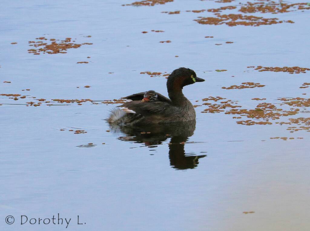 Australasian Grebe (Tachybaptus novaehollandiae)