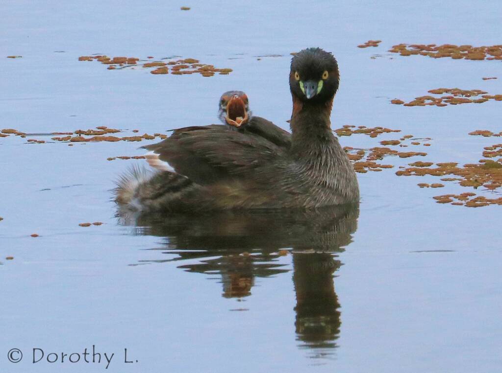 Australasian Grebe (Tachybaptus novaehollandiae)