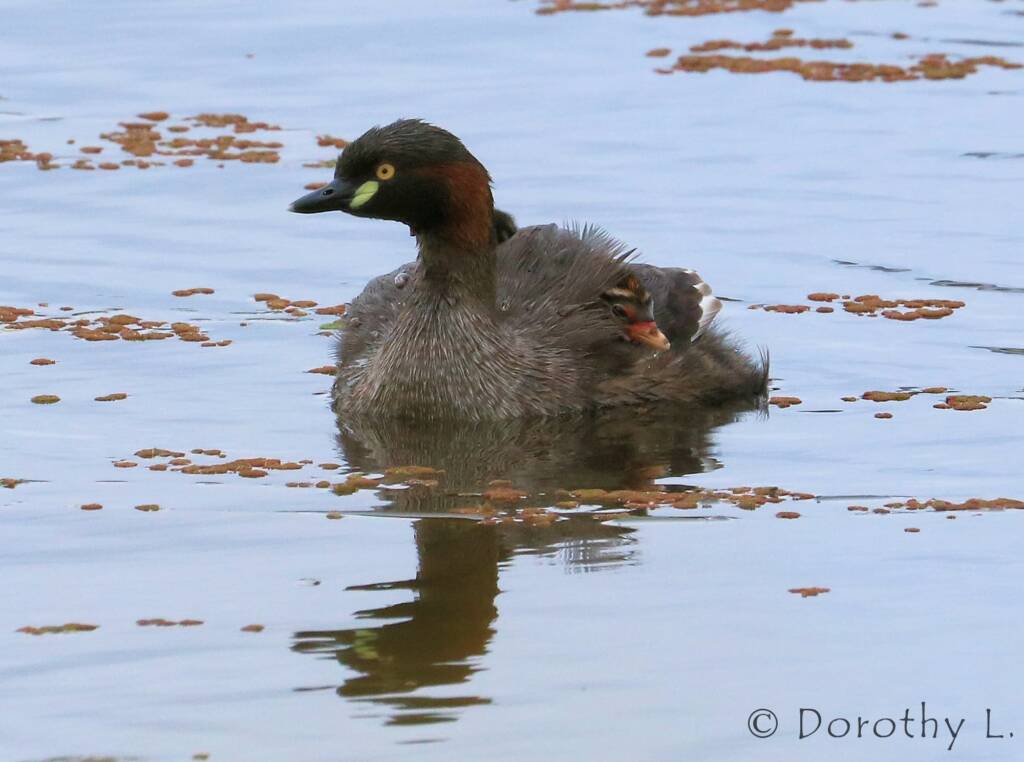 Australasian Grebe (Tachybaptus novaehollandiae)