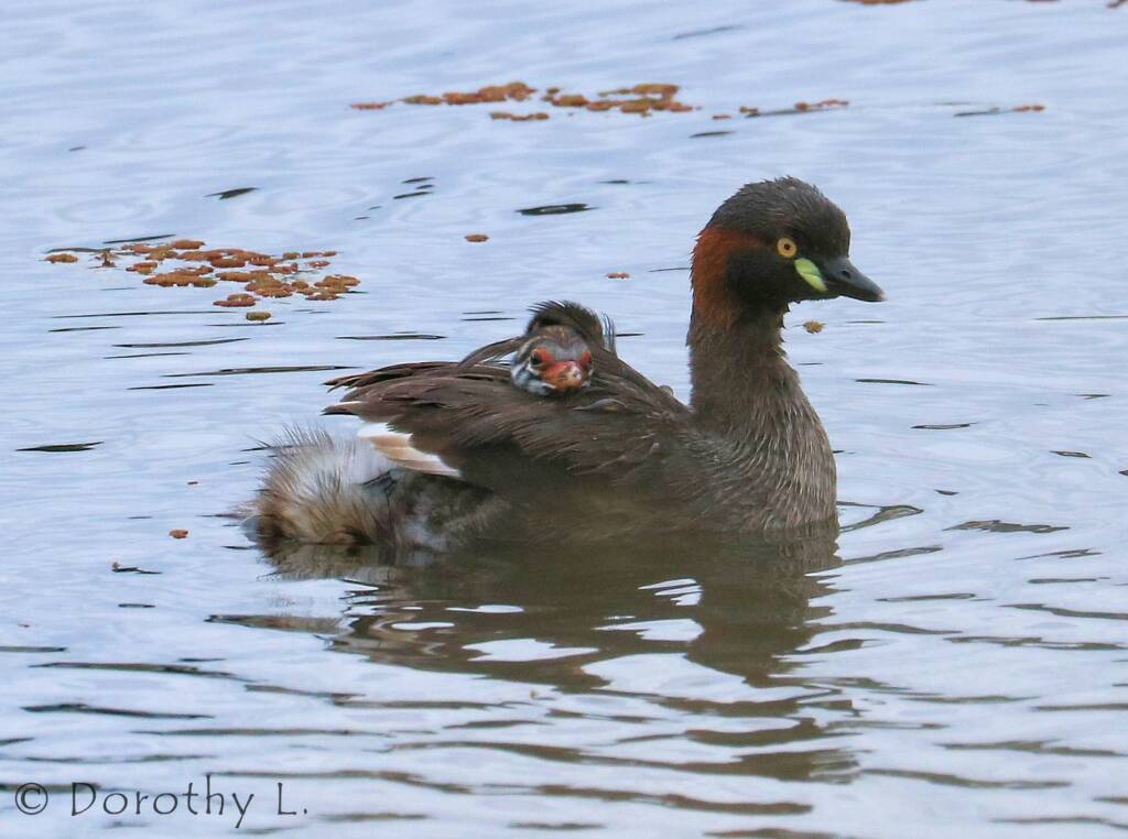 Australasian Grebe (Tachybaptus novaehollandiae)