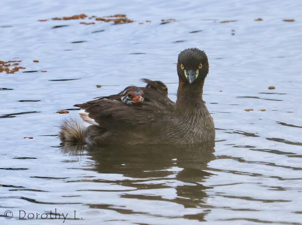 Australasian Grebe (Tachybaptus novaehollandiae)