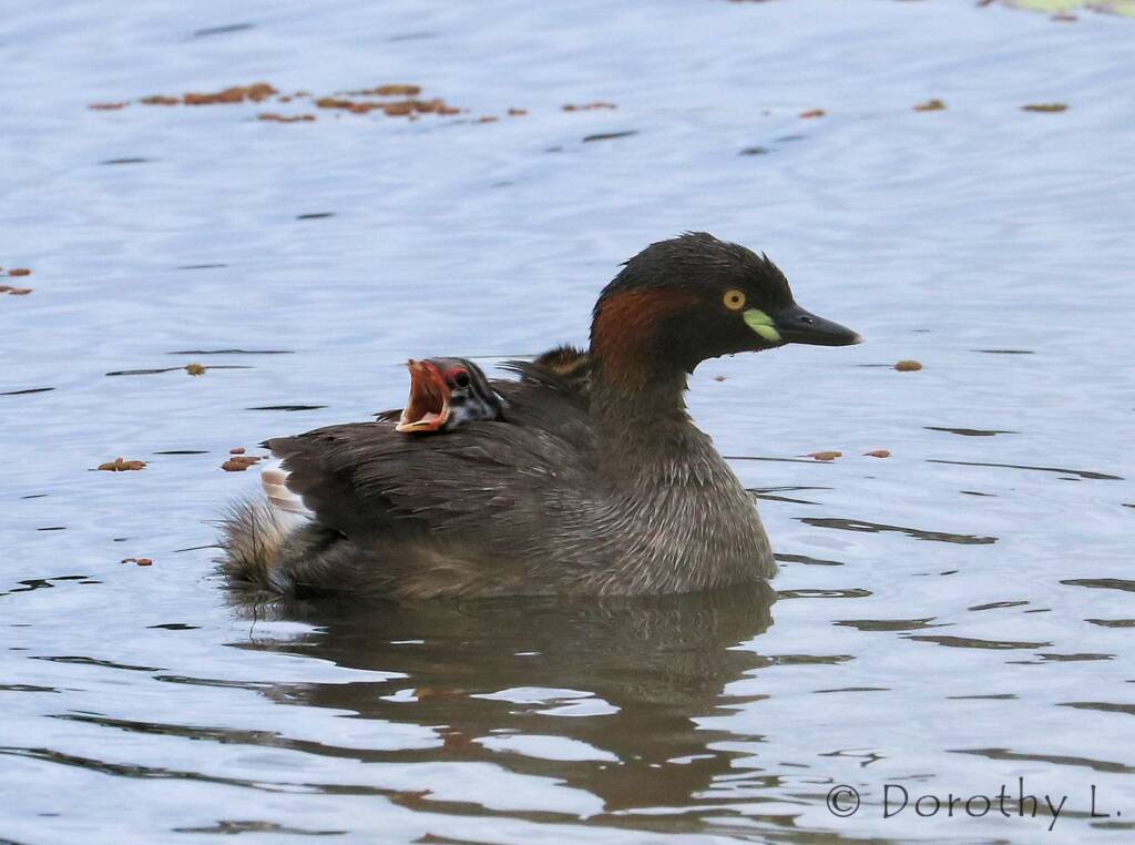 Australasian Grebe (Tachybaptus novaehollandiae)