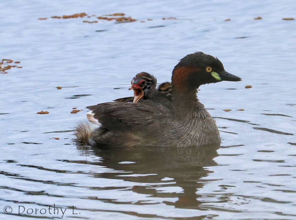 Australasian Grebe (Tachybaptus novaehollandiae)