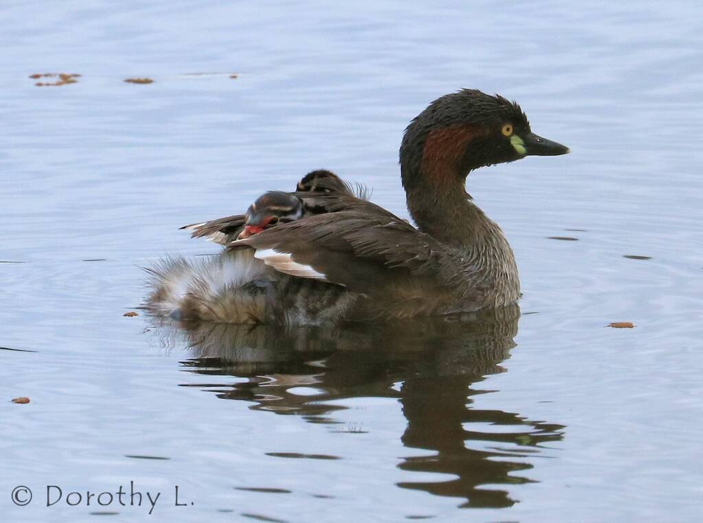 Australasian Grebe (Tachybaptus novaehollandiae)