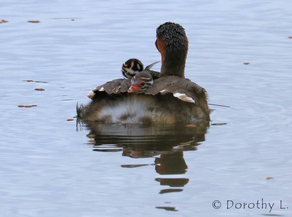 Australasian Grebe (Tachybaptus novaehollandiae)