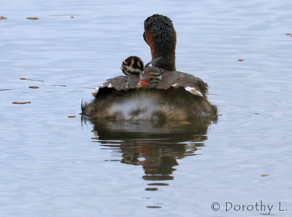 Australasian Grebe (Tachybaptus novaehollandiae)