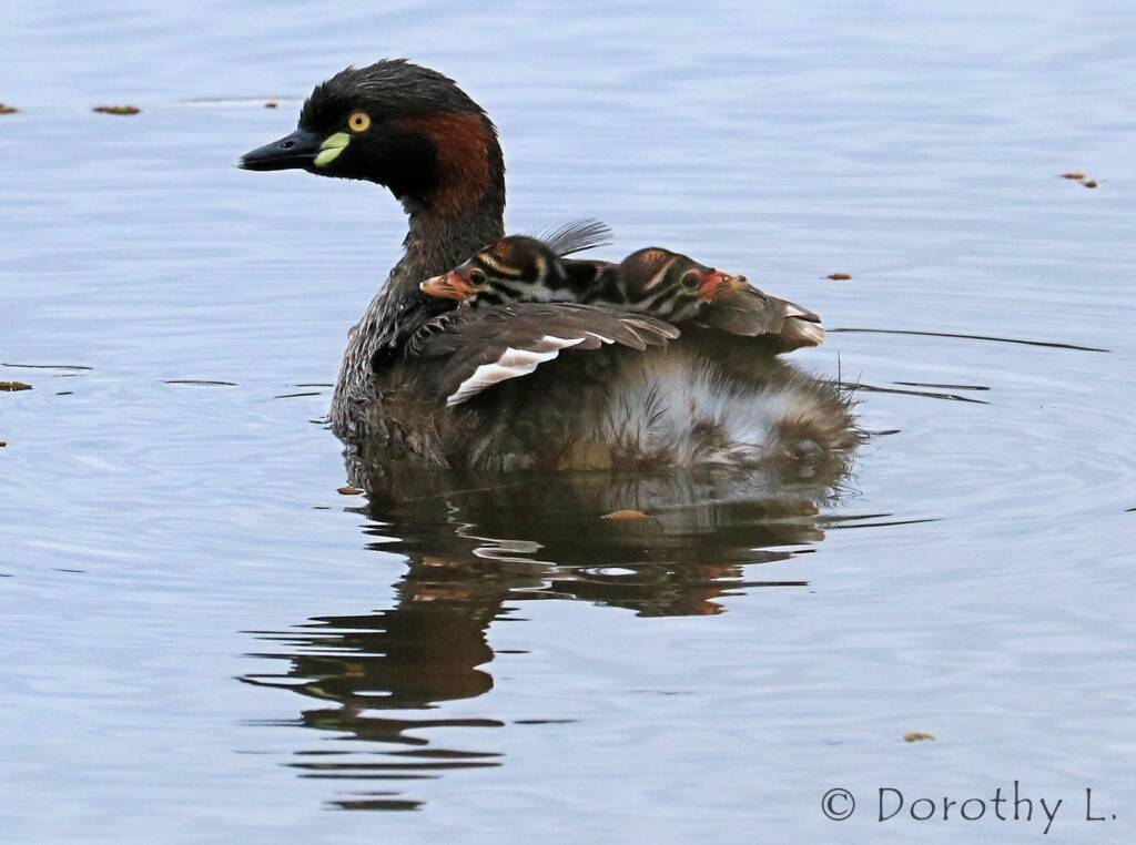 Australasian Grebe (Tachybaptus novaehollandiae)